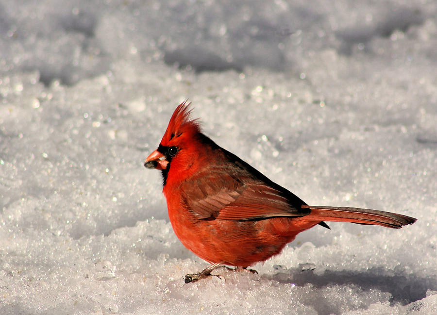 Cardinalis Photograph by Kristin Elmquist