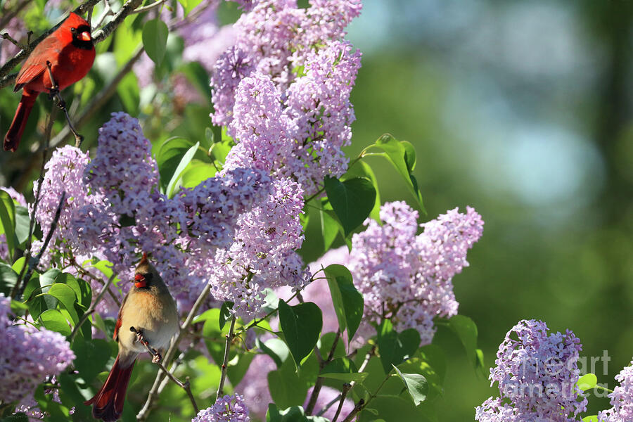 Cardinals and Lilac Delight Photograph by Sandra Huston