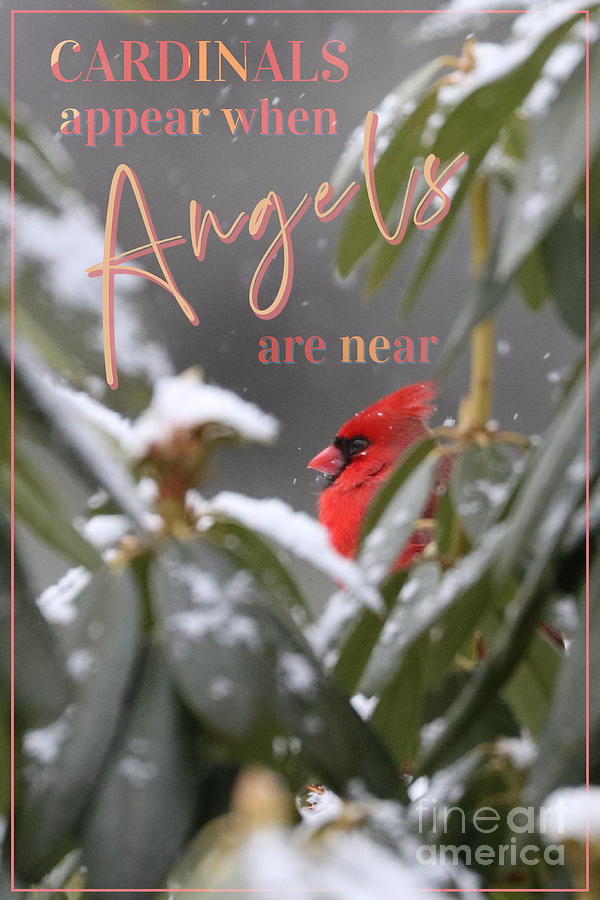 Cardinals Appear When Angels Are Near Photograph by Diann Fisher