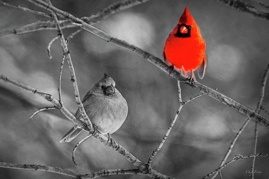 Cardinals Photograph by Chip Evra