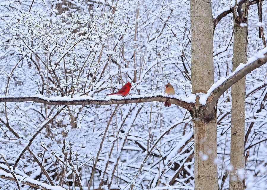 Cardinals Galore - A Pair Photograph by PJQandFriends Photography