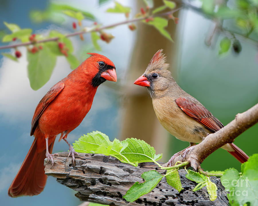 Cardinals in Mulberry Tree Photograph by Bonnie Barry