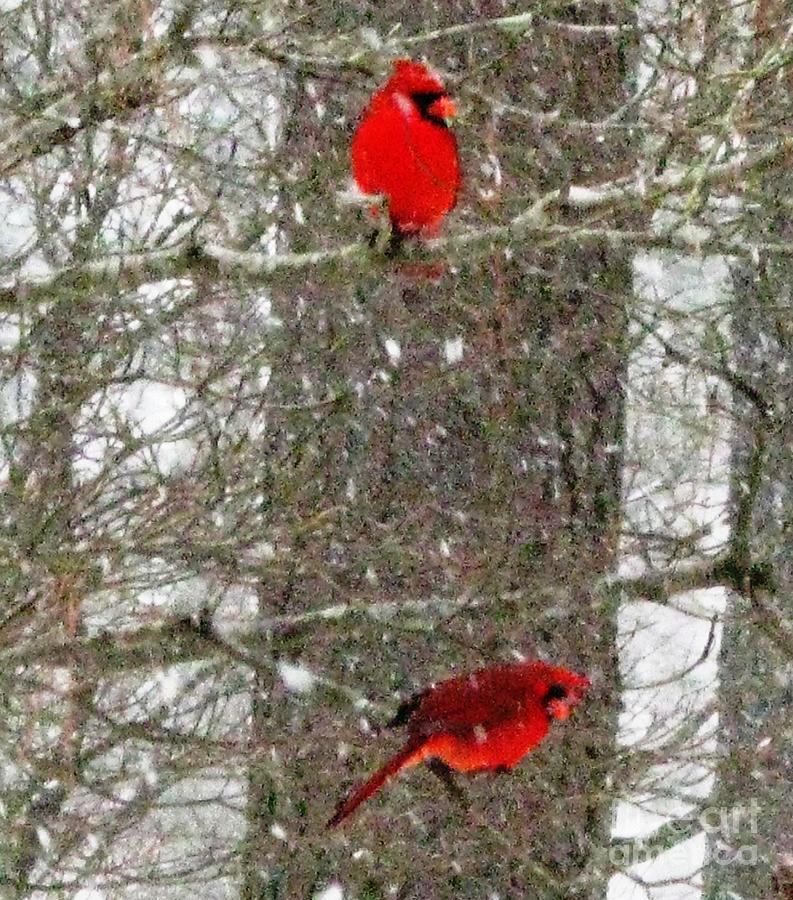 CARDINALS in SNOW Raleigh NC  Photograph by Catherine Ludwig Donleycott