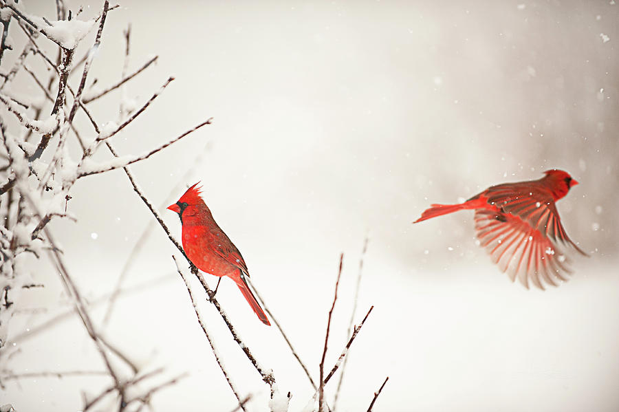 Cardinals in Winter Photograph by Jill Love