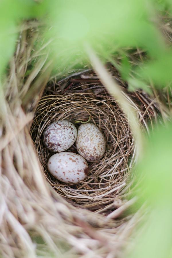 Cardinals Nest Photograph by Stephanie Hollingsworth