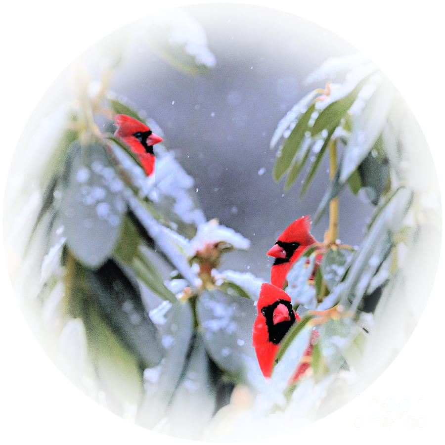 Cardinals Of Three Angels Are We Circle Art Photograph by Diann Fisher