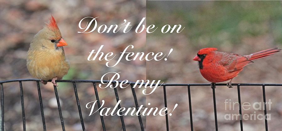 Cardinals on the Fence Photograph by Patricia Youngquist