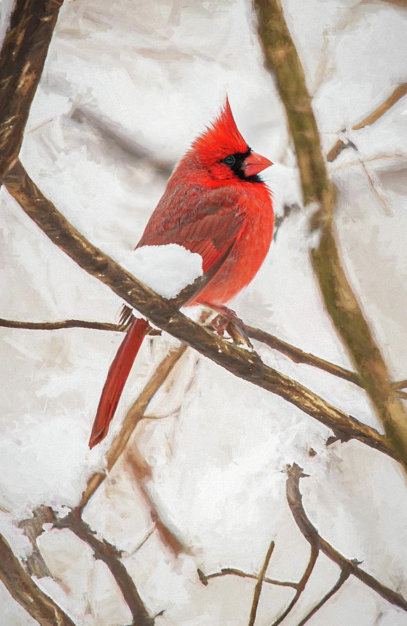 Cardinals Red Photograph by Kevin Lane