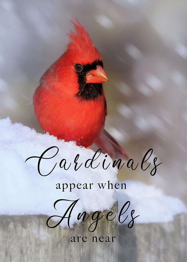 Cardinals  Photograph by Rosette Doyle