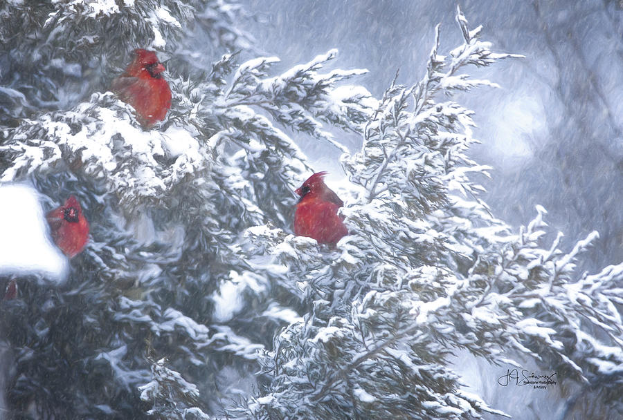 Bird Photograph - Cardinals Three by Allyson Schwartz