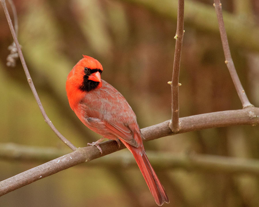 Cardinals Visit Photograph by Dorothy Cunningham