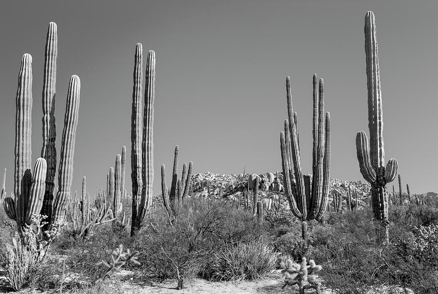 Cardon cacti, Pachycereus pringle, in desert, Mexico Photograph by Panoramic Images