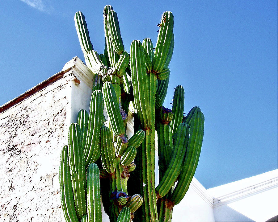 Cardon Cactus on Corner of Building in Alamos, Sonora, Mexico ...