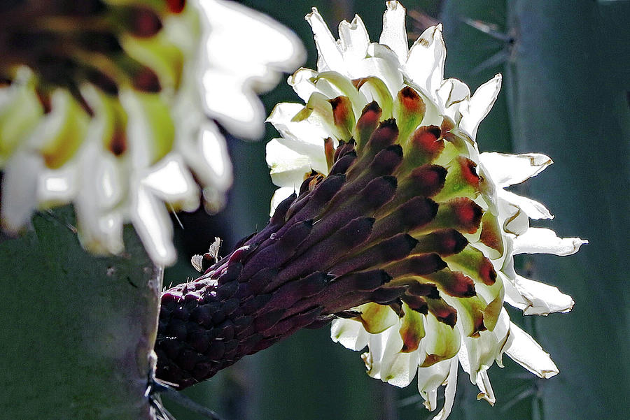 Cardon Flowers Backlit Photograph by Hazel Vaughn