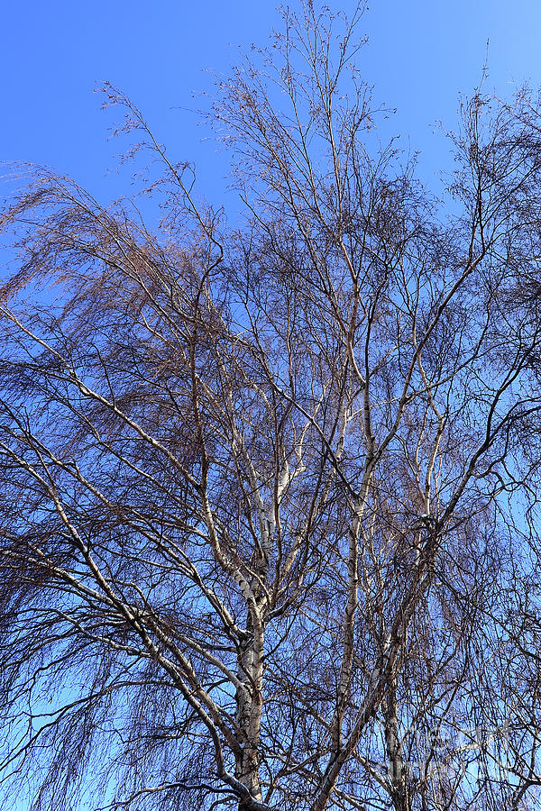 Care branches of the Silver Birch tree in Winter Photograph by Kevin ...