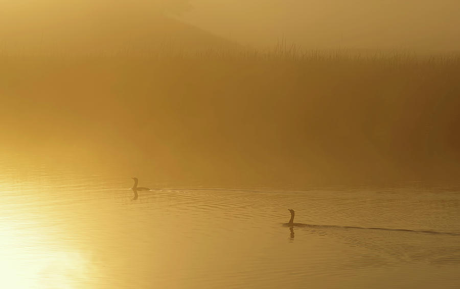 Carefree Cormorants On Golden Pond - foggy sunrise at a ND spring pond Photograph by Peter Herman