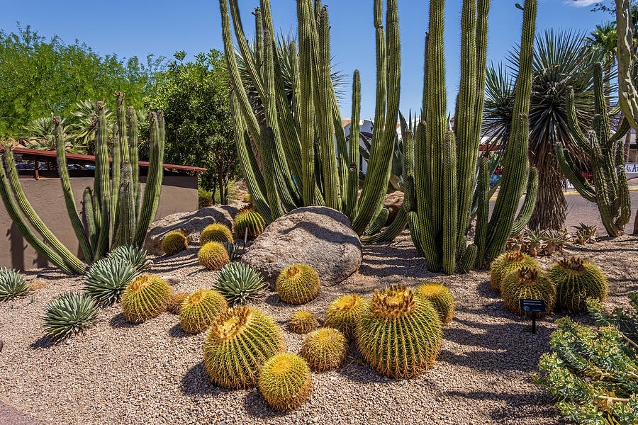 Carefree Desert Garden 5 Photograph by Lonnie Paulson