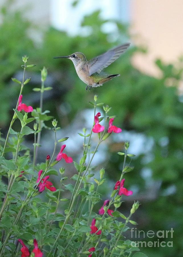 Carefree Hummingbird Photograph by Carol Groenen