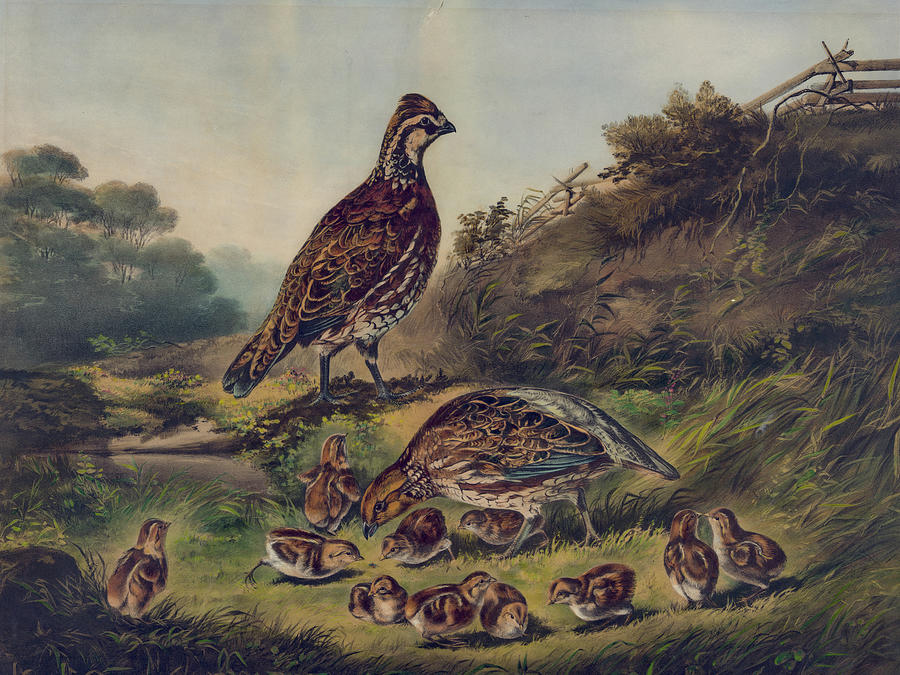 Cares of a Family Painting by Arthur Fitzwilliam Tait Fine Art America