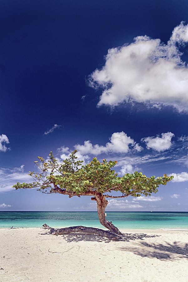 Sky Photograph - Caribbean Beach Tree by John Gilham Sky Photograph - Caribbean Beach Tree by John Gilham