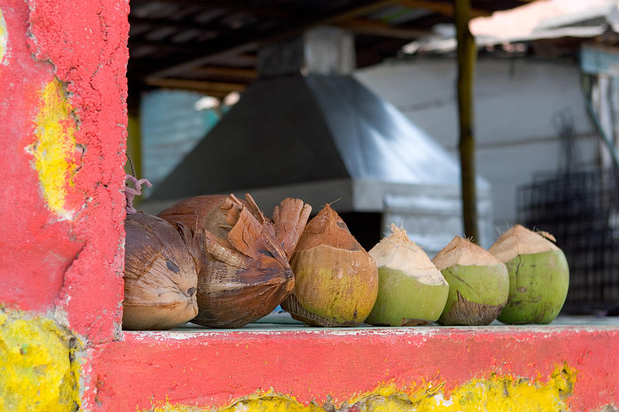 Caribbean Coconuts Photograph by Pkline