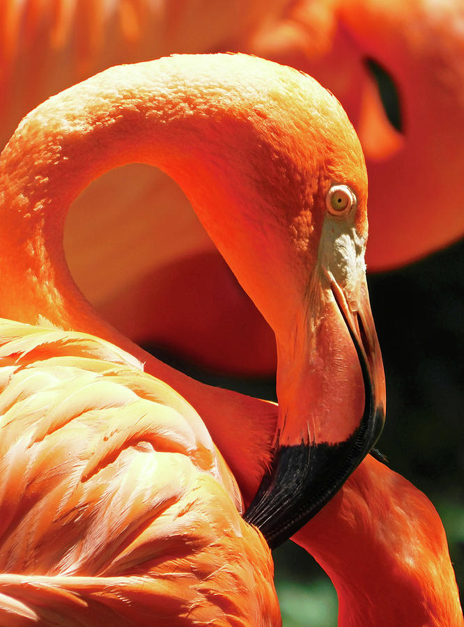 Bird Photograph - Caribbean Flamingo Beauty by Emmy Marie Vickers