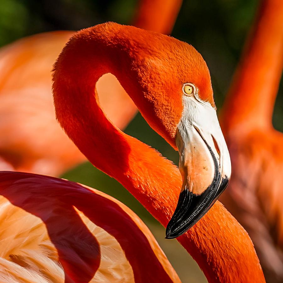 Caribbean Flamingo Portrait Photograph by Susan Rydberg