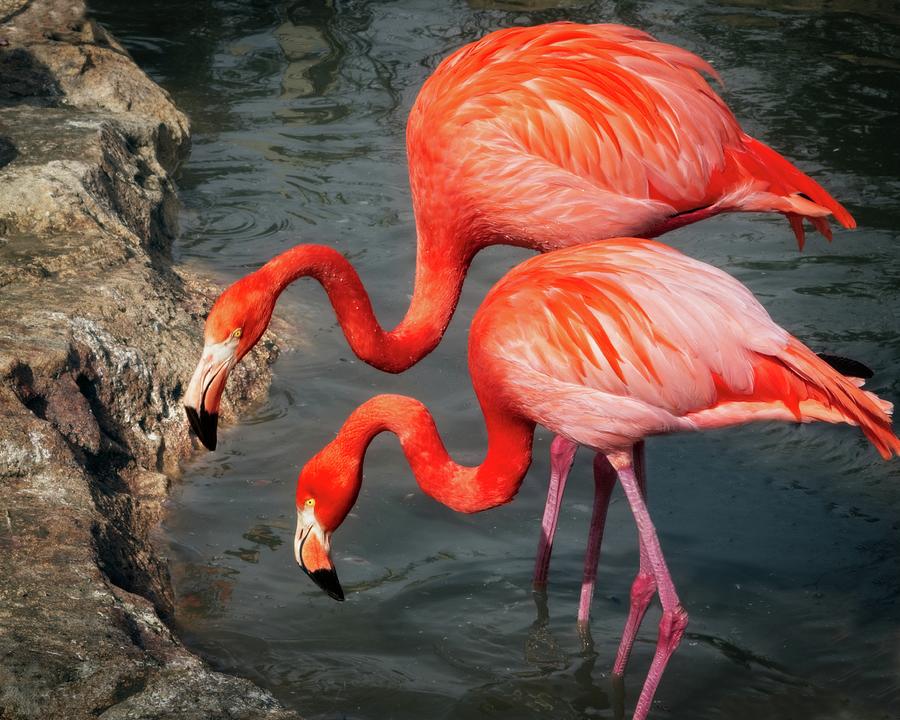 Flamingo Photograph - Caribbean Flamingos by Matthew Adelman