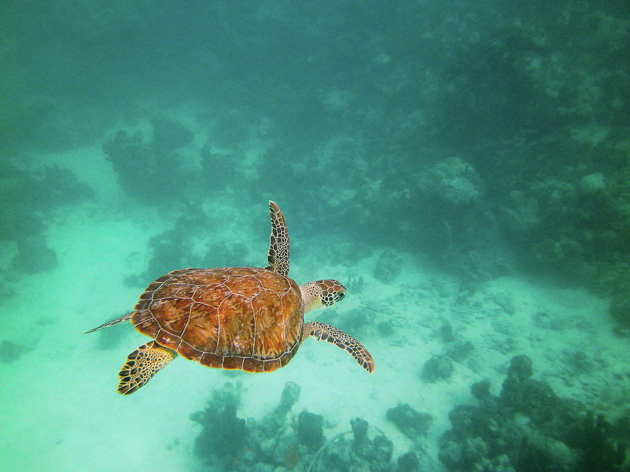 Caribbean Green Sea Turtle Photograph by Mitch Knapton - Fine Art America