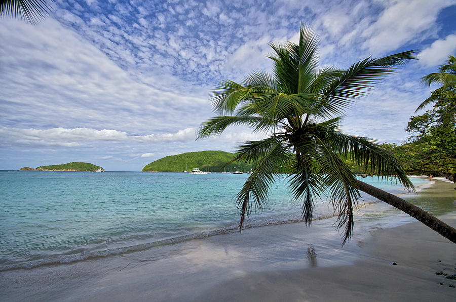 Caribbean Palm Tree Photograph by Matthew DeGrushe