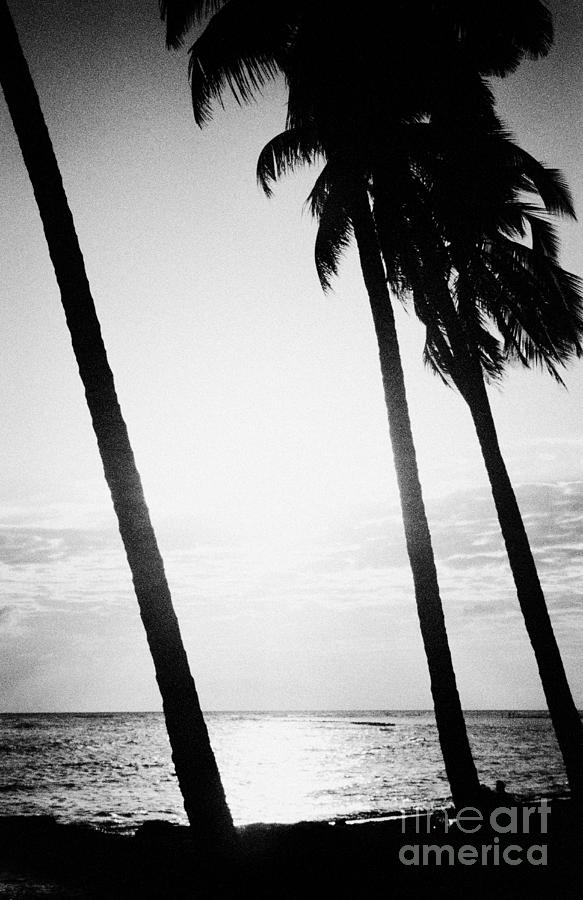 Sunset Photograph - Caribbean palm tree sunset, Juan Dolio, Dominican Republic in the late 90s from an old film scan by Joe Fox