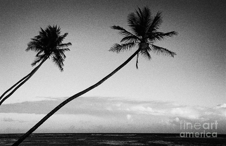 Sunset Photograph - Caribbean palm trees at sunset, Juan Dolio, Dominican Republic in the late 90s from an old film scan by Joe Fox