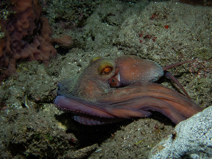Caribbean Reef Octopus on the move Photograph by Brian Weber Caribbean Reef Octopus on the move Photograph by Brian Weber