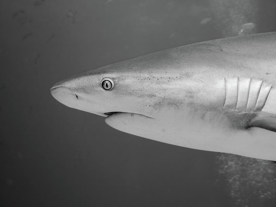 Caribbean Reef Shark Photograph by Brian Weber