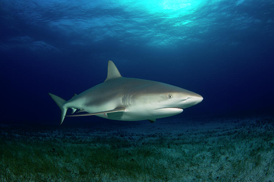 Caribbean Reef Shark Photograph by Daniel Lamborn - Fine Art America