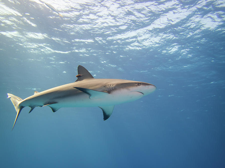 Caribbean Reef Shark in the blue Photograph by Brian Weber