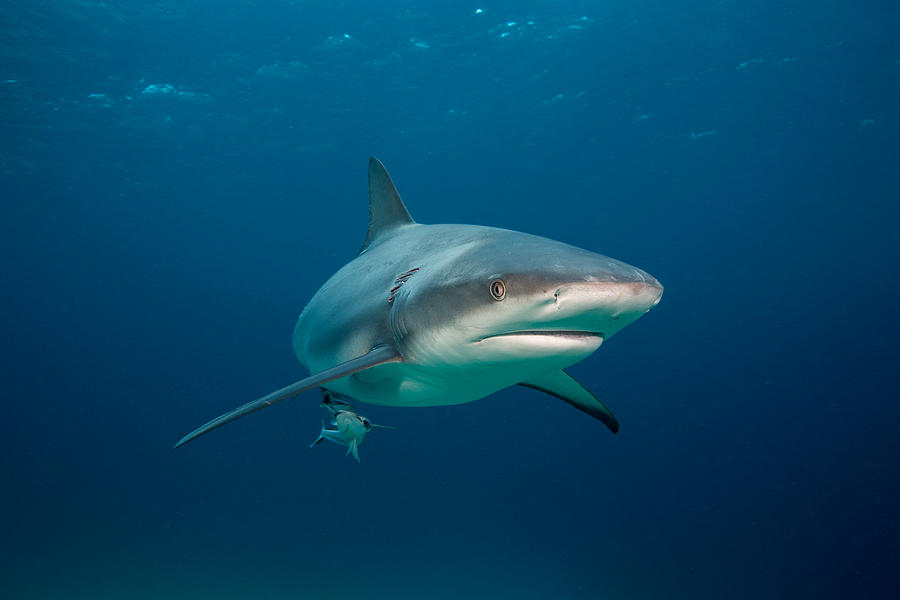 Caribbean reef shark. Photograph by Stephen Frink