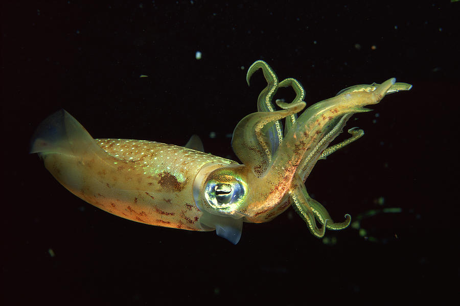 Caribbean reef squid Photograph by Comstock