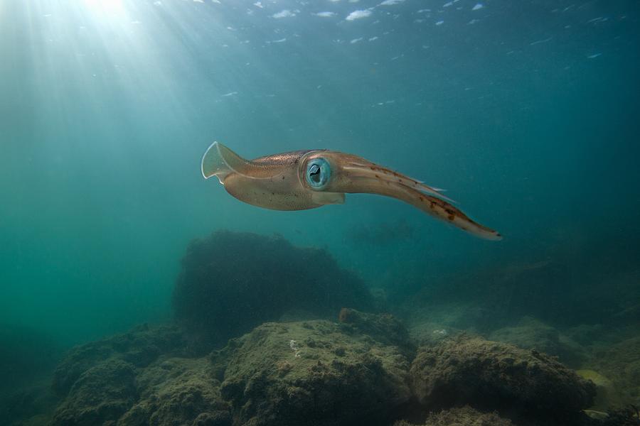 Caribbean Reef Squid with sunburst Photograph by James R.D. Scott