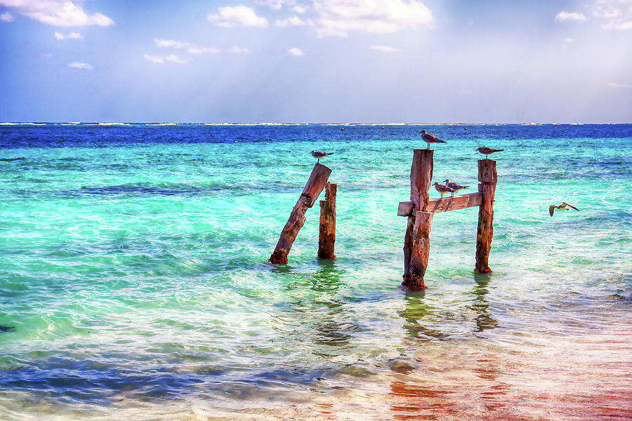 Caribbean seascape and seagulls, Puerto Morelos Photograph by Tatiana Travelways
