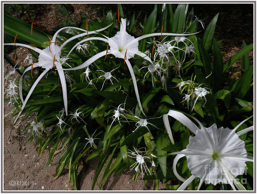 Caribbean Spider Lily - Hymenocallis caribaea Photograph by Klaus Jaritz