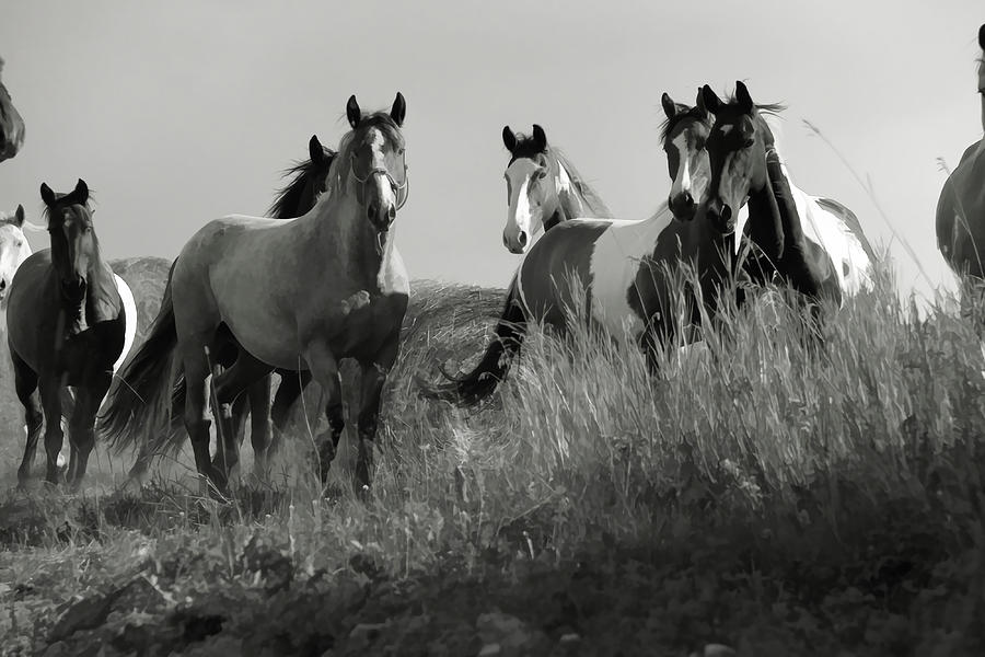 Cariboo Horse Herd Poster Travel Painting By Ashley Eva 