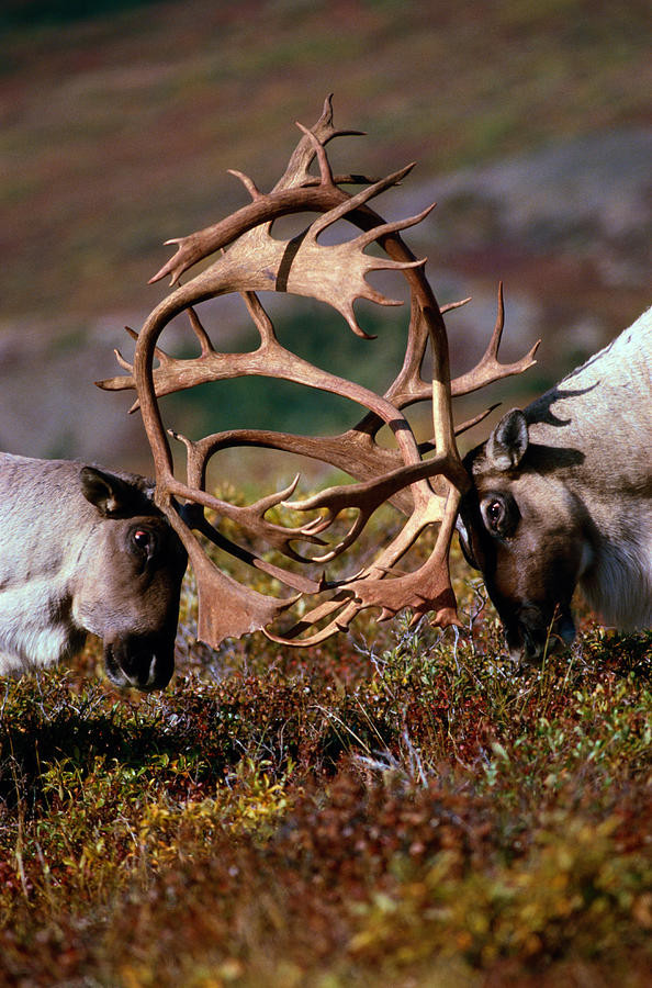 Caribou (Alces alces) locking antlers, Denali NP, Alaska, USA Photograph by Tom Walker