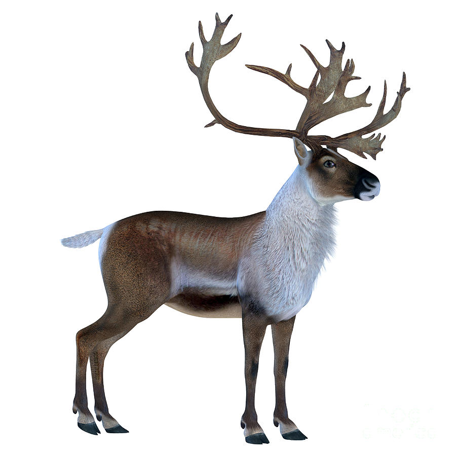 Caribou Buck Digital Art by Corey Ford