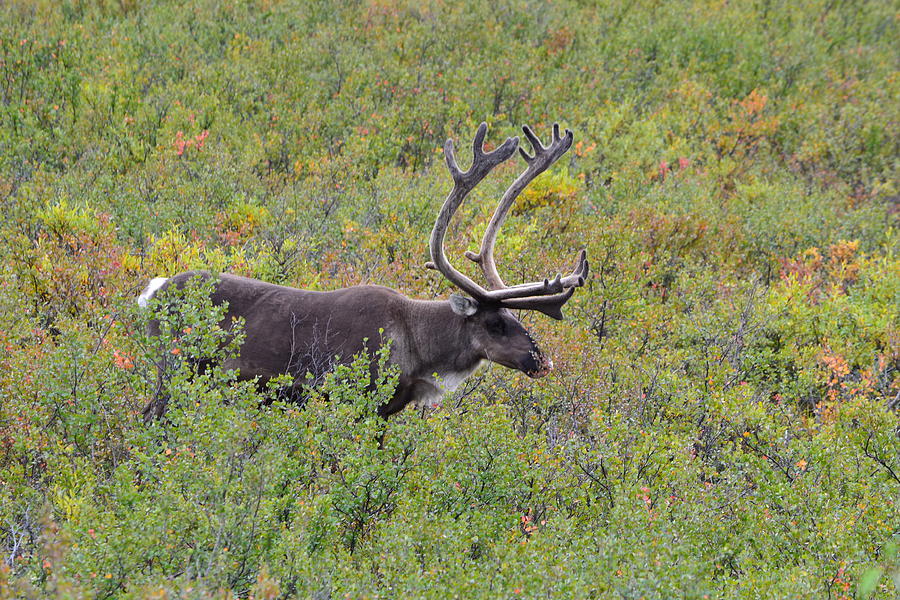 Caribou In The Alaskan Tundra Photograph by Kathy Lyon-Smith | Pixels