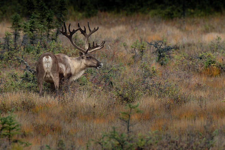 Caribou Photograph by Jeff Birmingham - Fine Art America