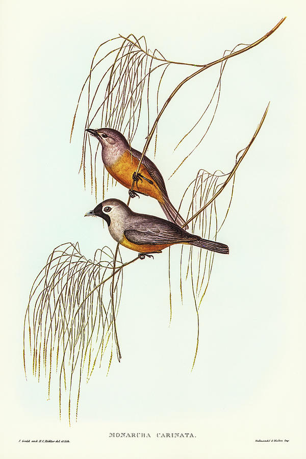 John Gould Drawing - Carinated Flycatcher, Monarcha carinata by John Gould