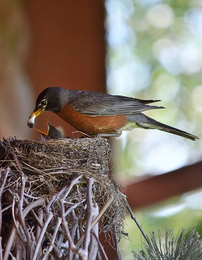 Robin Photograph - Caring For The Young by Nicole Frederick