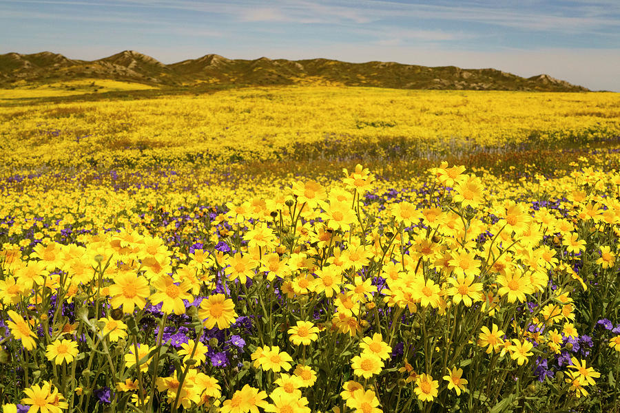 Carizzo Plain Wildflowers Superbloom 10 Photograph by Lindsay Thomson