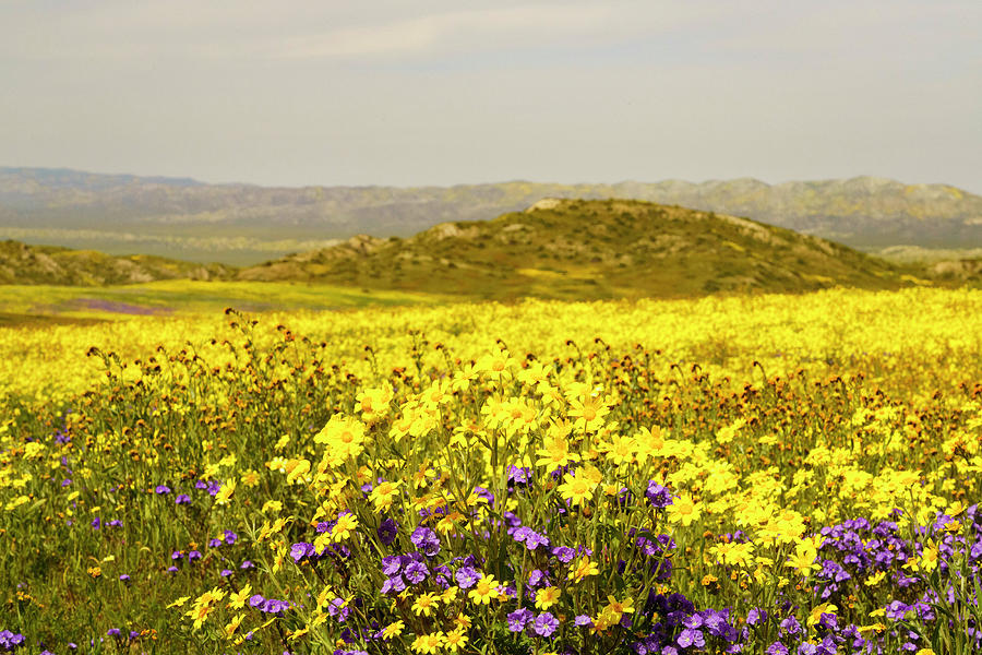 Carizzo Plain Wildflowers Superbloom 11 Photograph by Lindsay Thomson